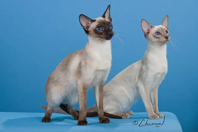 This photo is copyrighted and not to be used in any manner without permission of the photographer. These are an example of some of our girls when kittens that were shown.