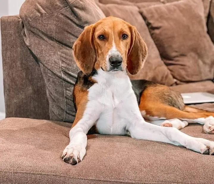 This delightful image of American Foxhound captures their unique personality and charm. Posted by Winquest Hounds.