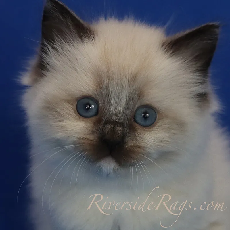 Experience pure bliss with Ragdoll as depicted in this adorable snapshot. Posted by Riverside Rags.