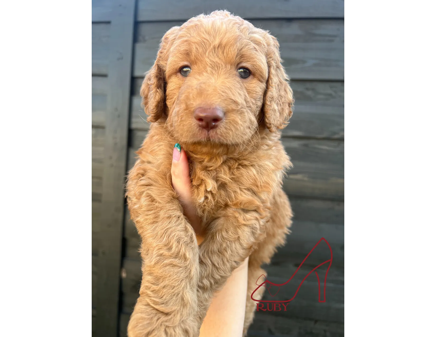 Witness the adorable mischief of Goldendoodle in this endearing photograph. Posted by Twilight Doodles.