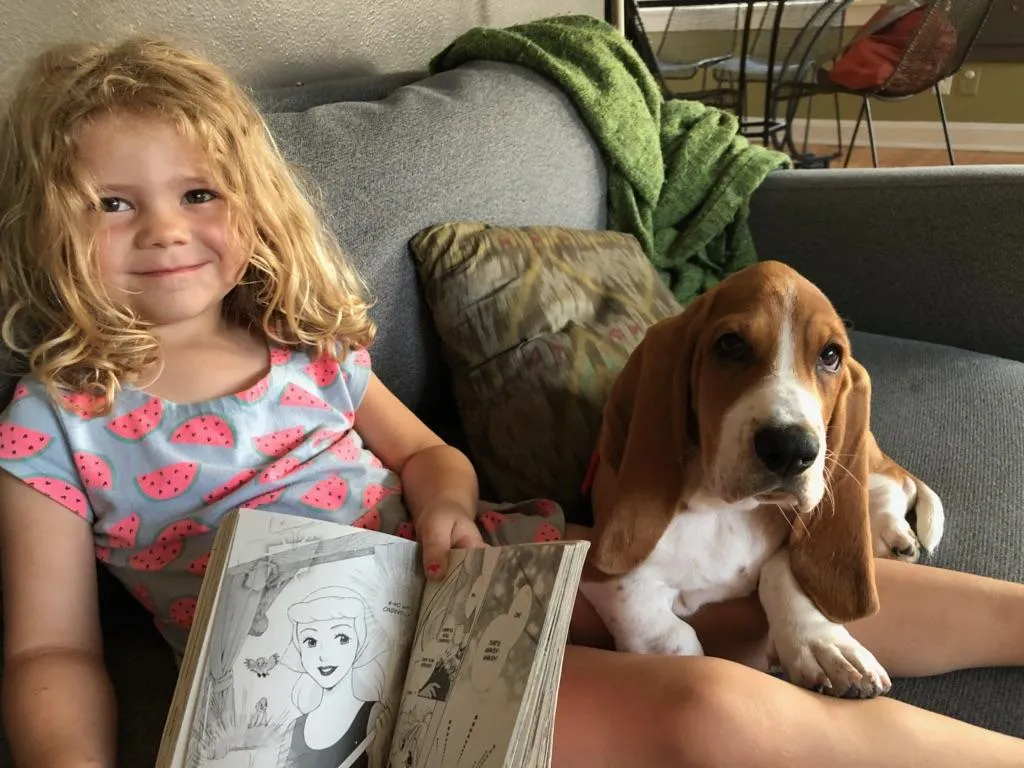 The elegance and grace of Basset Hound effortlessly portrayed in this stunning photograph. Posted by basset hound haven.
