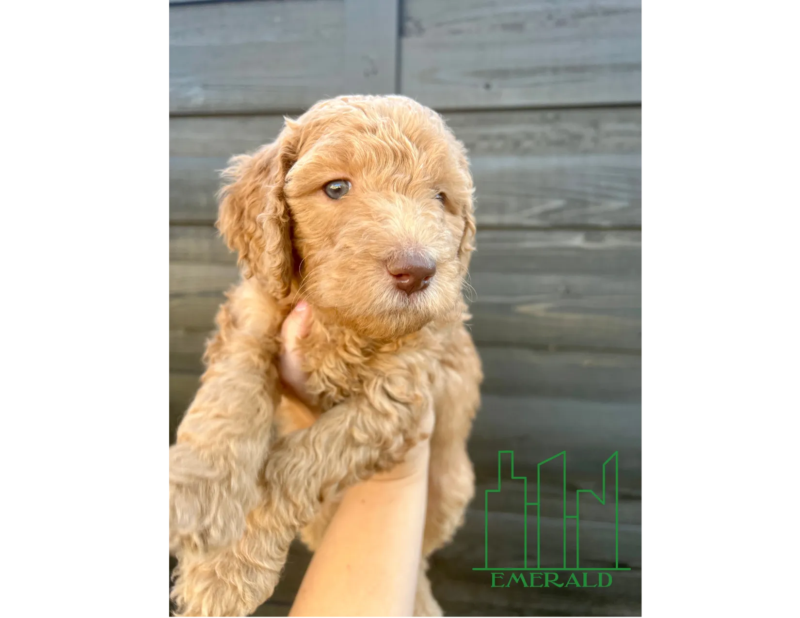 Get ready to be mesmerized by the enchanting beauty of Goldendoodle in this captivating image. Posted by Twilight Doodles.