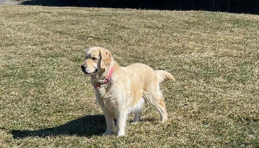 Mayzie is our happy, crazy girl.  She loves to run, swim and fetch.  She can be a bit of an attention hog but is super attentive and always wanting to please you.  She is a great mom to her puppies, she has beautiful structure and type with an easy light golden coat.  Mayzie weighs around 6