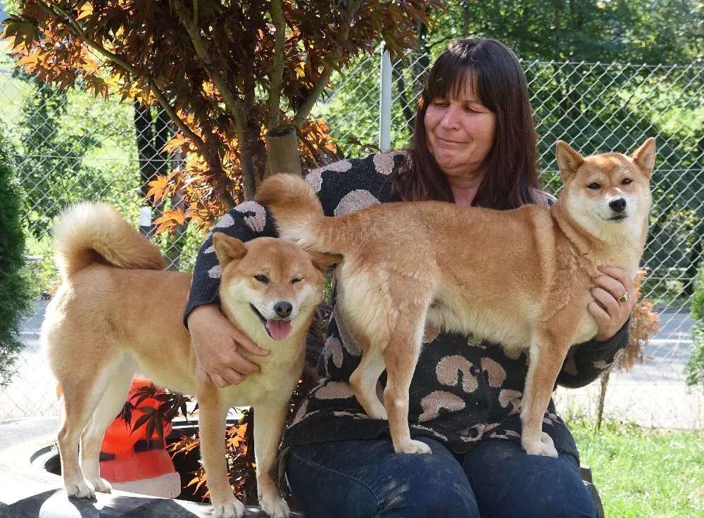 Get ready to be mesmerized by the enchanting beauty of Shiba Inu in this captivating image. Posted by Shiba Inu Haven.