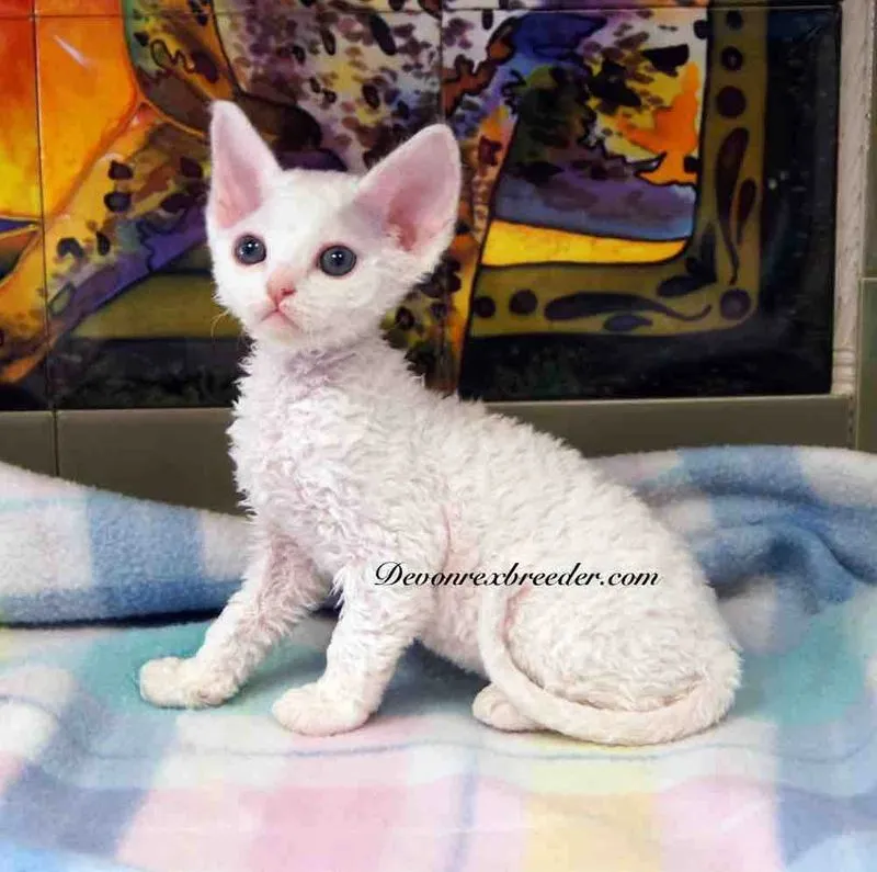 Indulge in the pure joy that Devon Rex brings through this delightful image. Posted by Devon Rex Breeder.