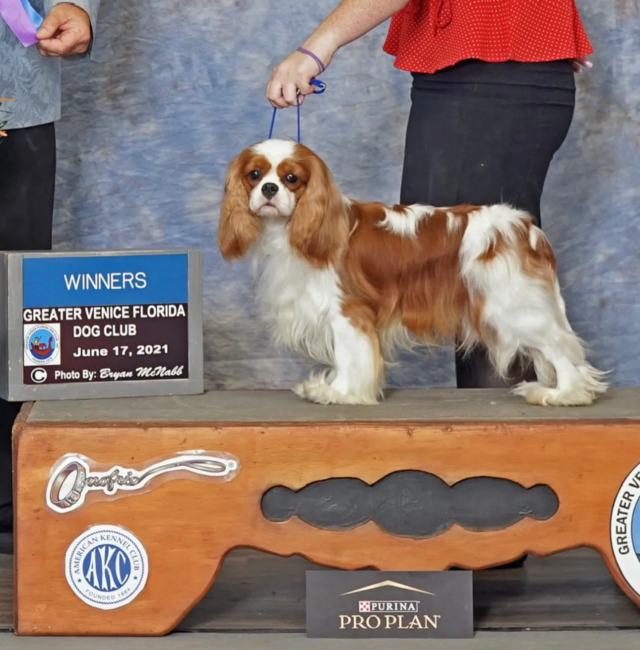 Indulge in the pure joy that Cavalier King Charles Spaniel brings through this delightful image. Posted by World Class Cavaliers.