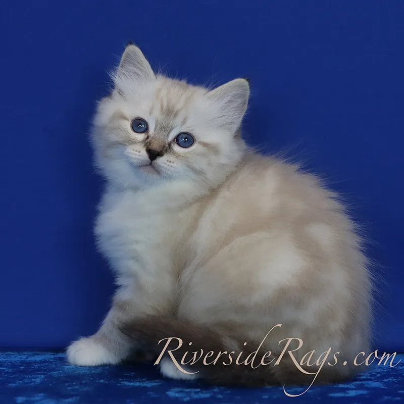 Capture a glimpse of the regal and dignified presence of Ragdoll in this stunning photograph. Posted by Riverside Rags.