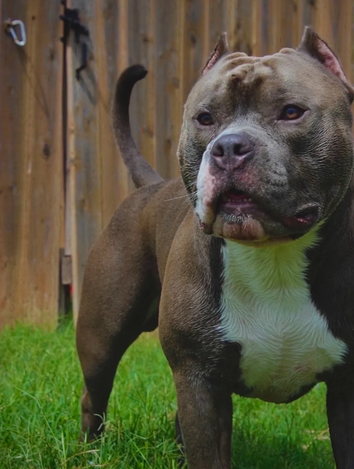 Elevate Your Breeding Game with King Kilo's Stud Services🔥. Discover the Ultimate American Bully Stud Services with King Kilo - Redefine Your Breeding Standards. 

Kilo is a handsome young American Bully who is ready to provide his stud services. He has a naturally solid and muscular build. 

➤ Breed: American Bully (Standard) 🦍 
➤ Registration: United Kennel Club (UKC) & American Bully Registry (ABR) 🏆 
➤ Purple Ribbon Champion Bloodline🩸 
➤ Weight: 90lbs 
➤ Color: Blue & White 
➤ Purebred 🧬
➤ DNA Tested 🧬 
➤ Vaccinated 💉 

📍Austin, TX 
📱 (512) 658-0442