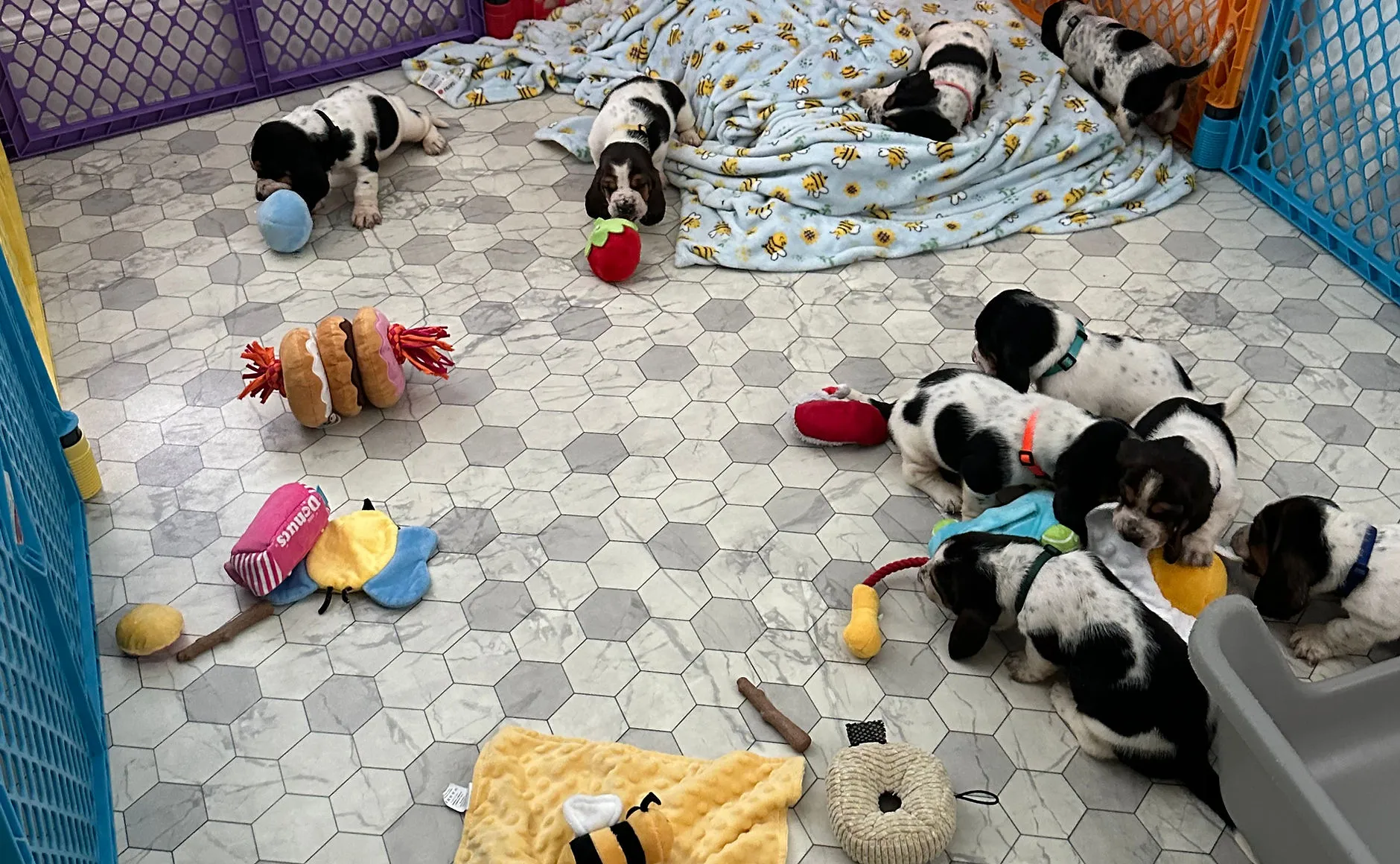 This heartwarming photograph showcases the playful nature of Basset Hound. Posted by basset hound haven.