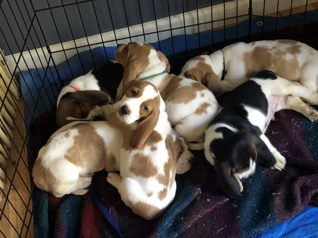 Witness the adorable mischief of Basset Hound in this endearing photograph. Posted by basset hound haven.