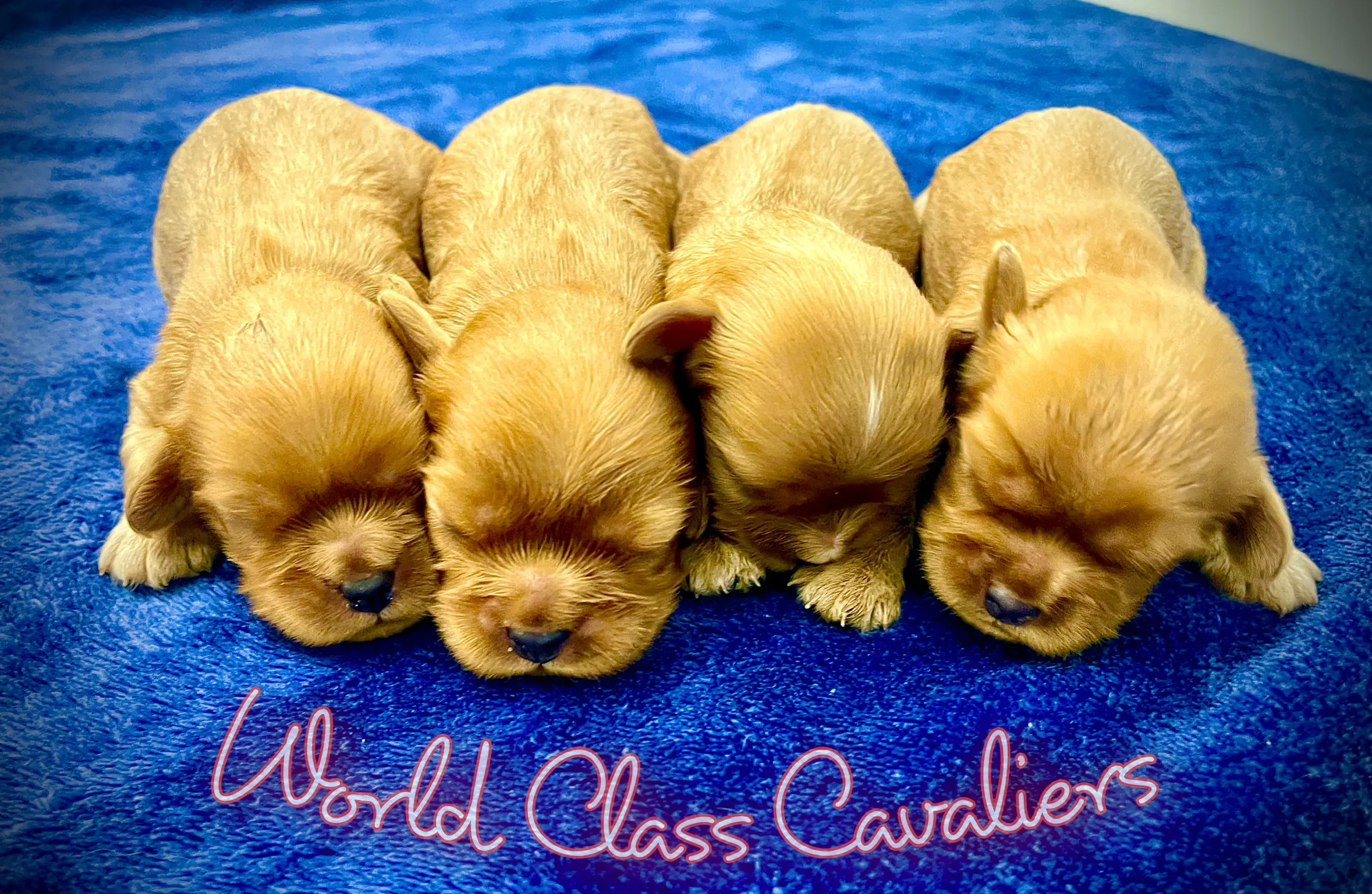 The elegance and grace of Cavalier King Charles Spaniel effortlessly portrayed in this stunning photograph. Posted by World Class Cavaliers.