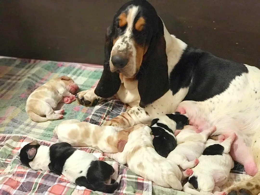 Discover the majestic allure of Basset Hound in this captivating snapshot. Posted by basset hound haven.