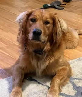 Discover the irresistible charm of Golden Retriever in this endearing snapshot. Posted by Thomas Moloney.