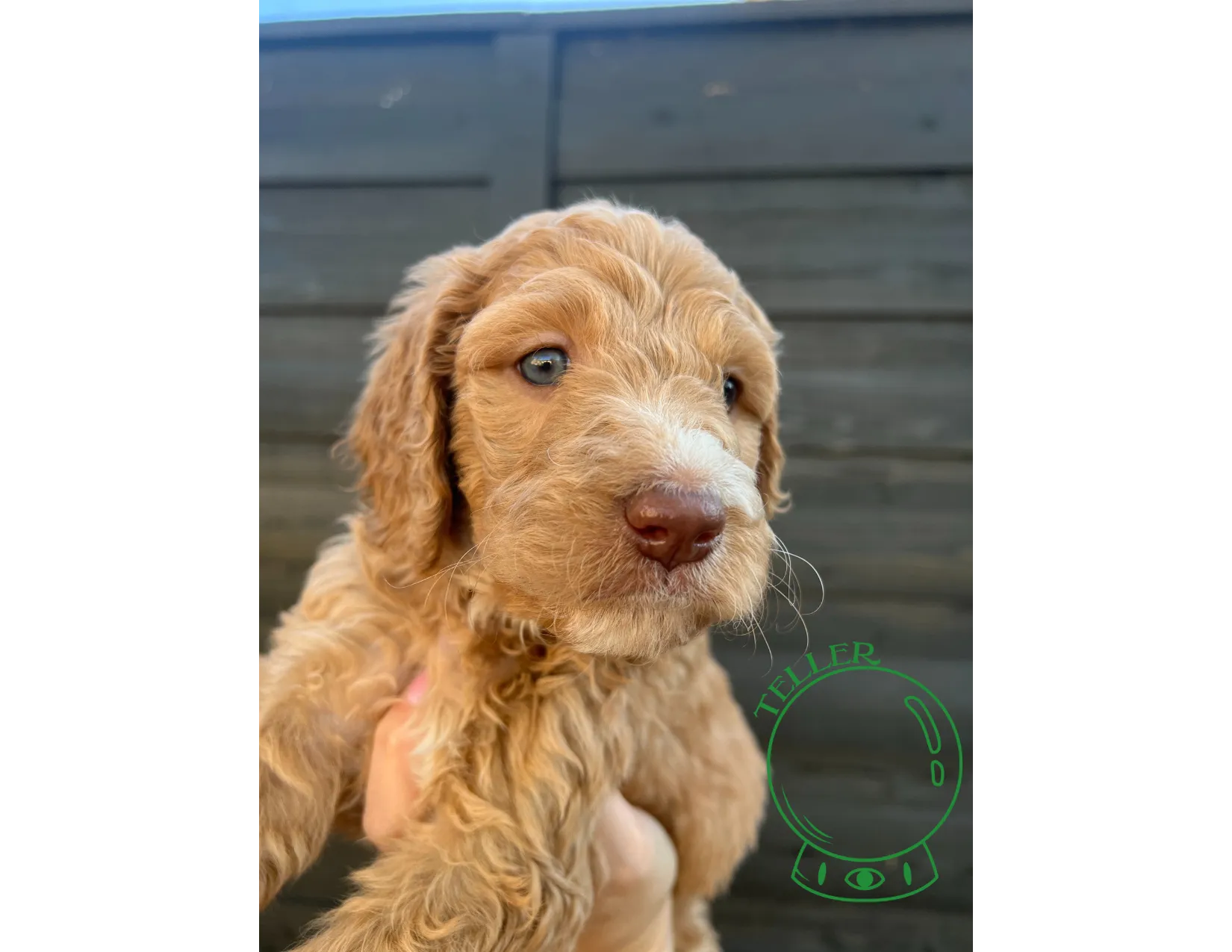 Behold the adorable innocence of Goldendoodle captured perfectly in this charming picture. Posted by Twilight Doodles.