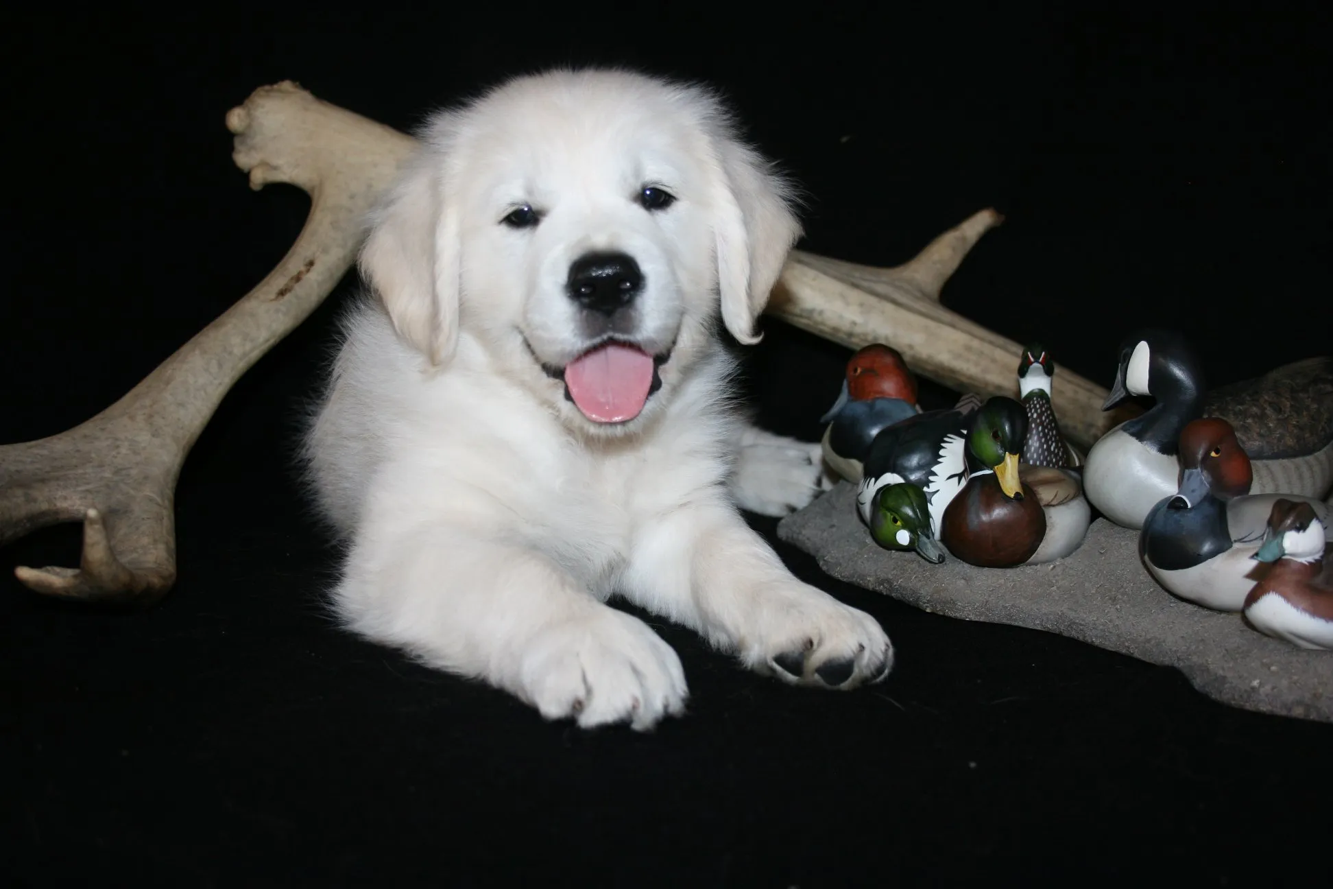 The beauty and charm of Golden Retriever shine through in this captivating photograph. Posted by Mapleleaf Goldens.