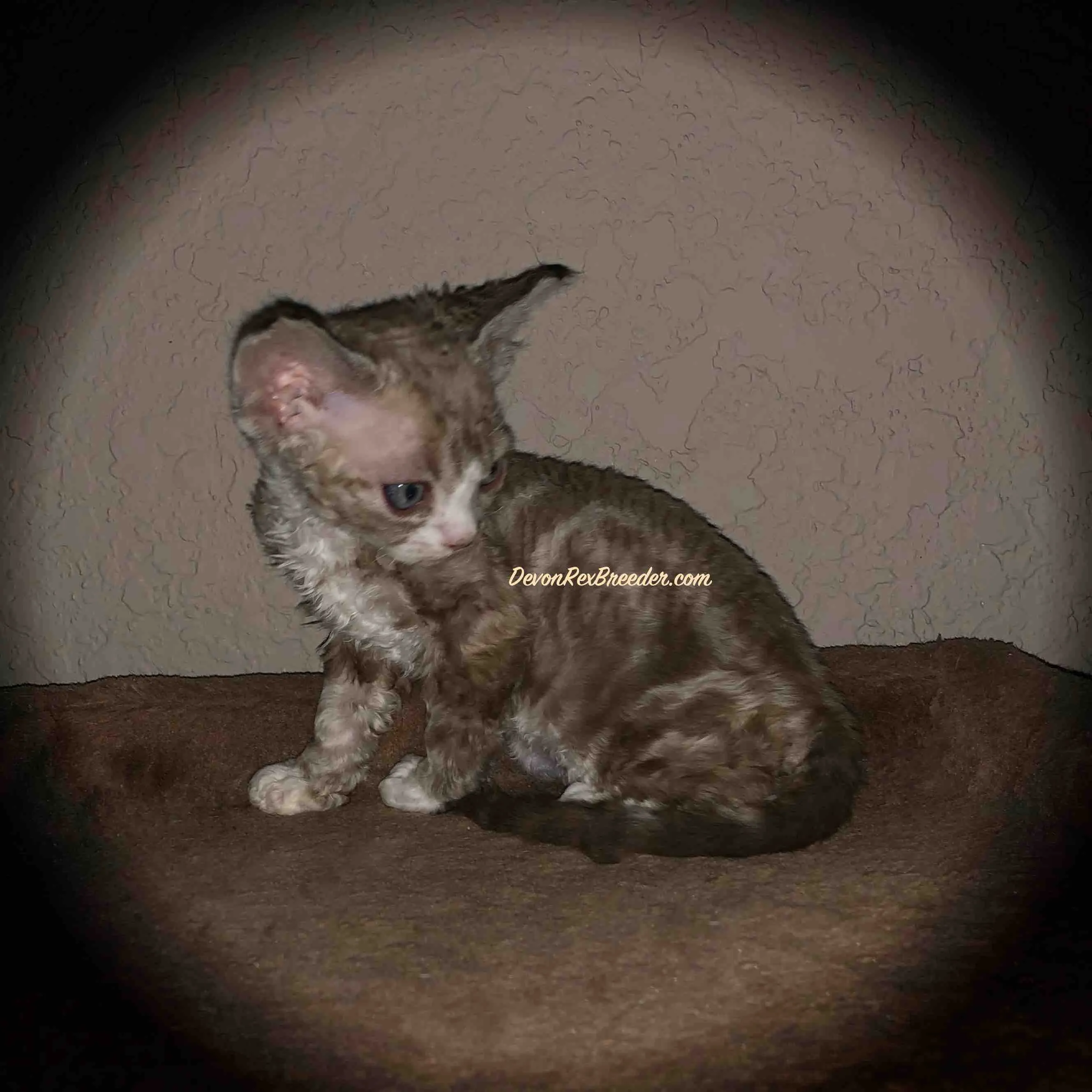 Discover the majestic allure of Devon Rex in this captivating snapshot. Posted by Devon Rex Breeder.