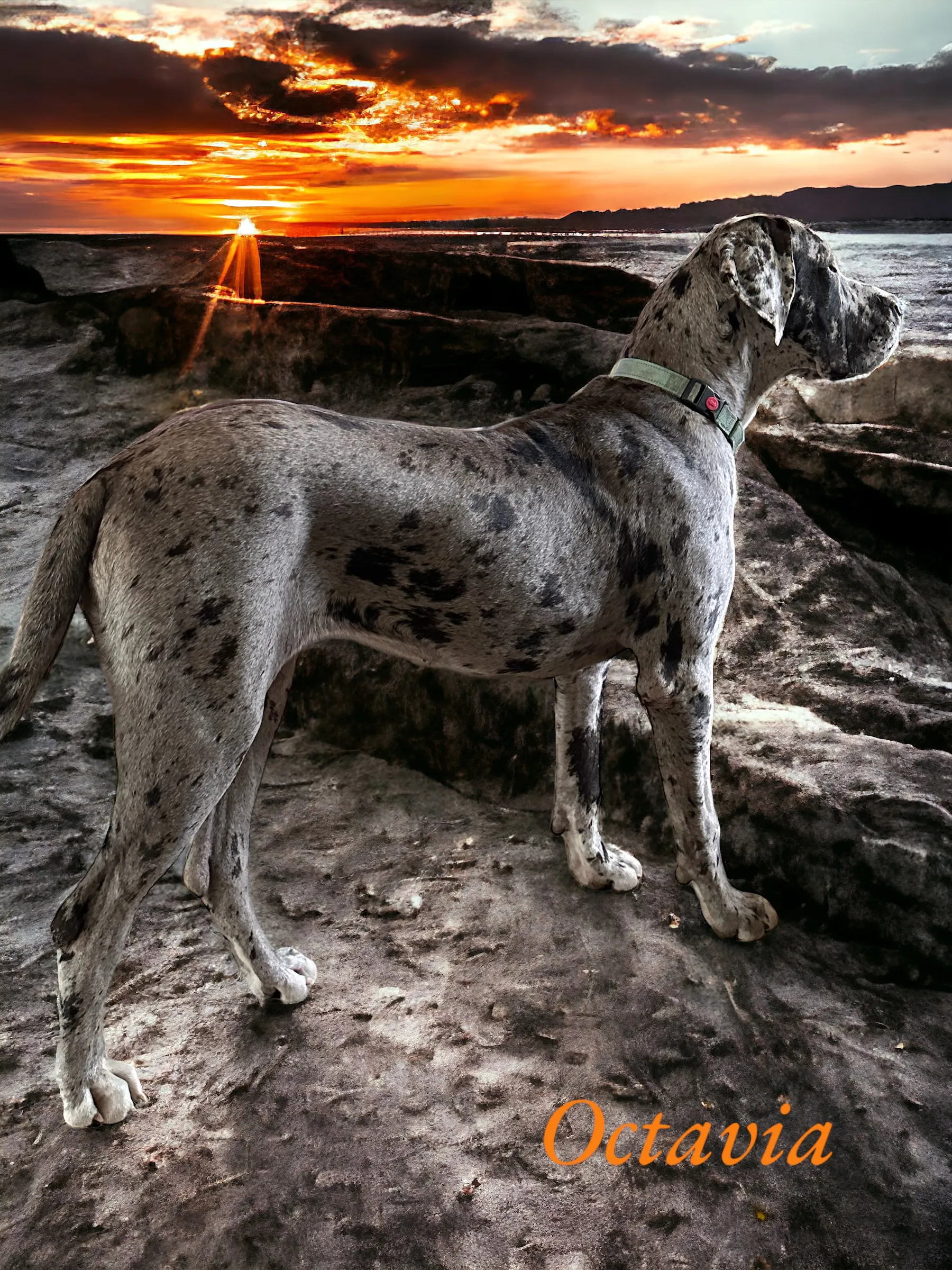 Indulge in the pure joy that Great Dane brings through this delightful image. Posted by Meadow ridge Weims and Danes.