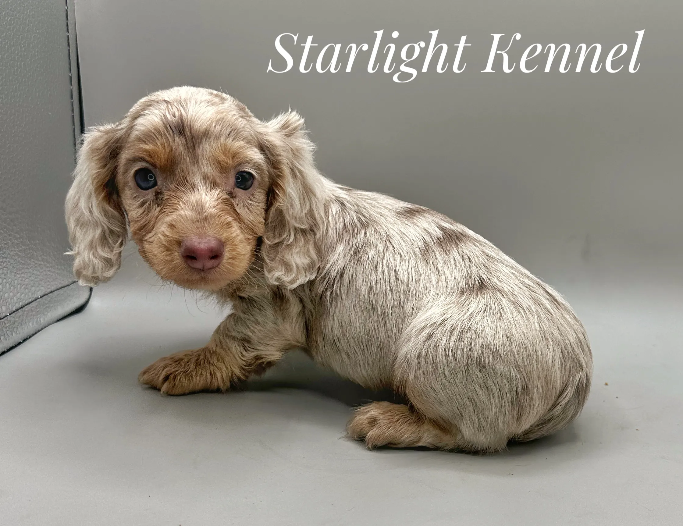 Intriguing gaze of Dachshund caught on camera. Posted by Angela Baumhover.