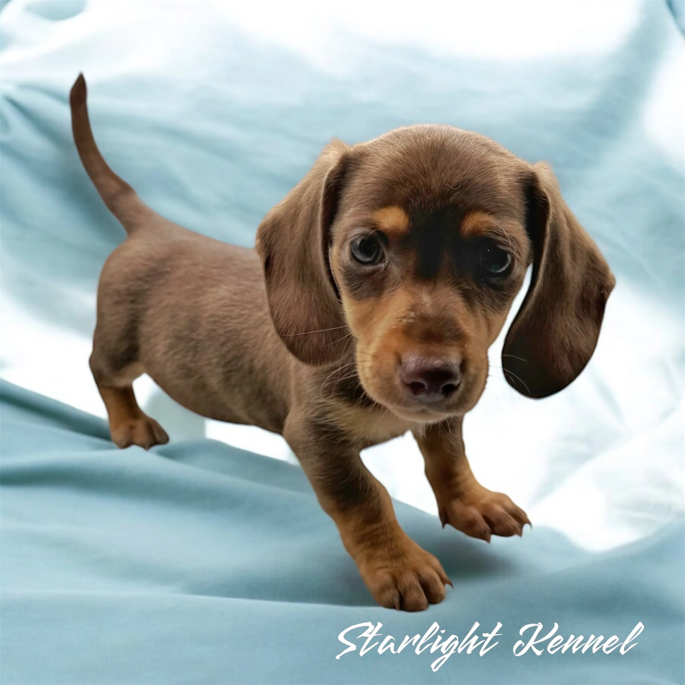 Behold the adorable innocence of Dachshund captured perfectly in this charming picture. Posted by Angela Baumhover.