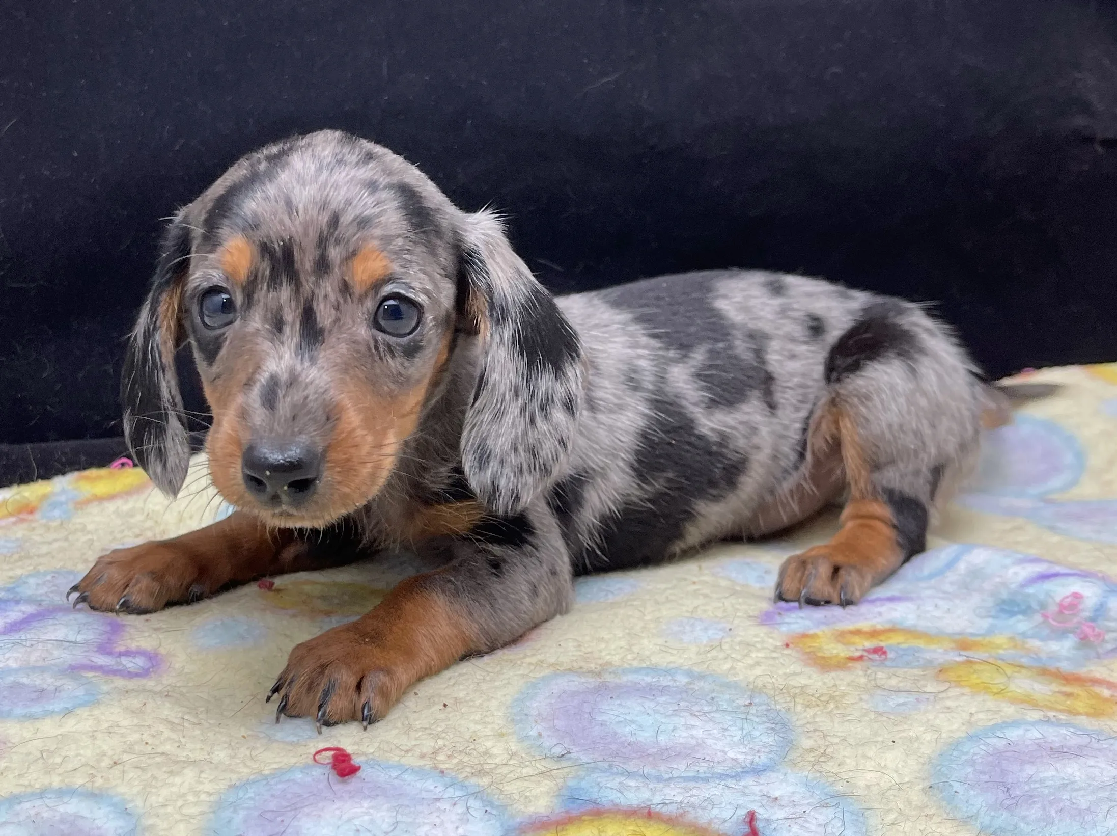 The beauty and charm of Dachshund shine through in this captivating photograph. Posted by Angela Baumhover.