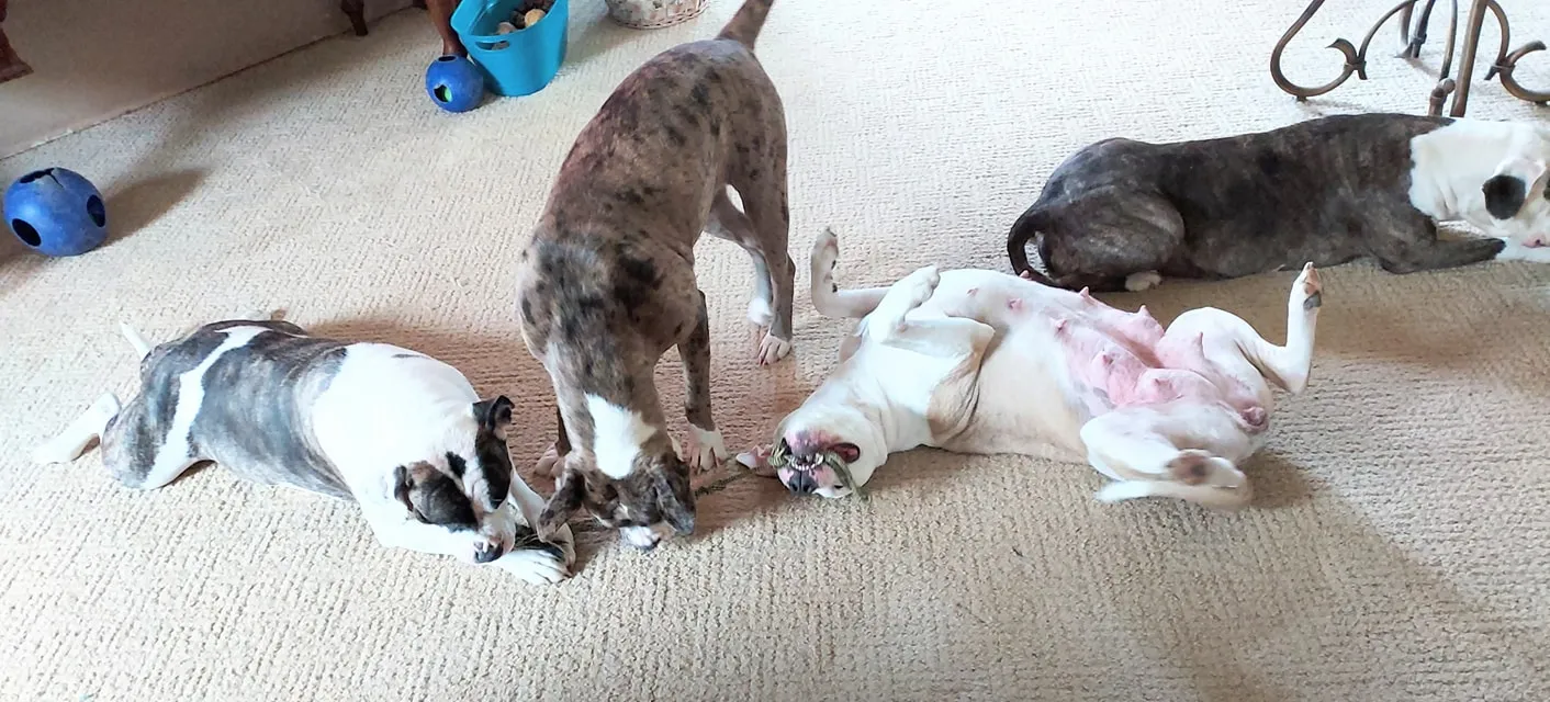 Discover the captivating charm and charisma of Alapaha Blue Blood Bulldog in this endearing snapshot. Posted by F. F. Fox'SFarm of ALAPAHA BLUE BLOOD BULLDOGS.