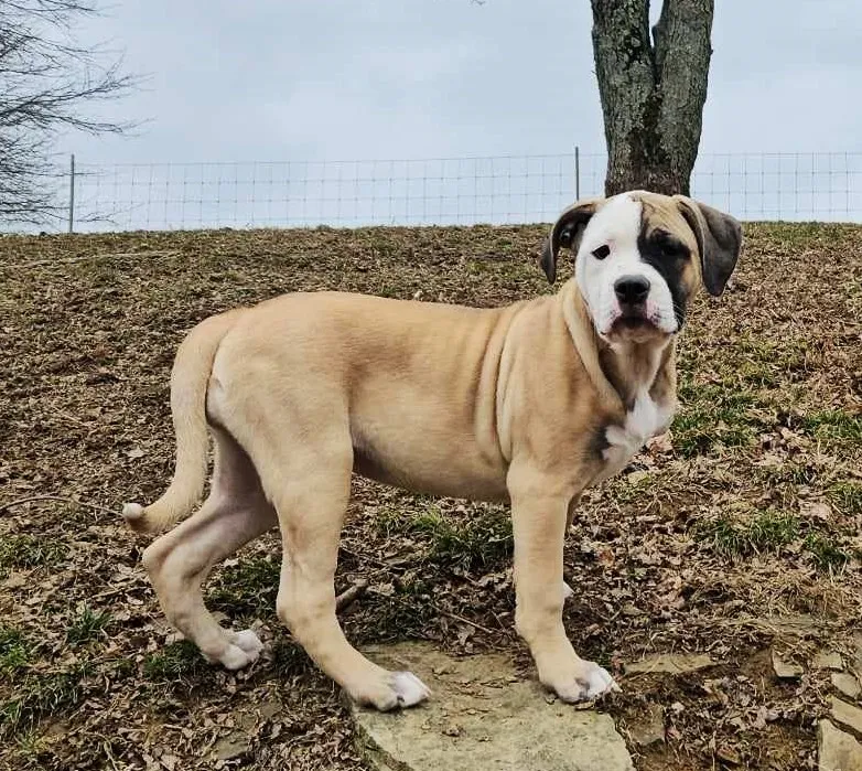 Discover the captivating charm and charisma of Alapaha Blue Blood Bulldog in this endearing snapshot. Posted by F. F. Fox'SFarm of ALAPAHA BLUE BLOOD BULLDOGS.