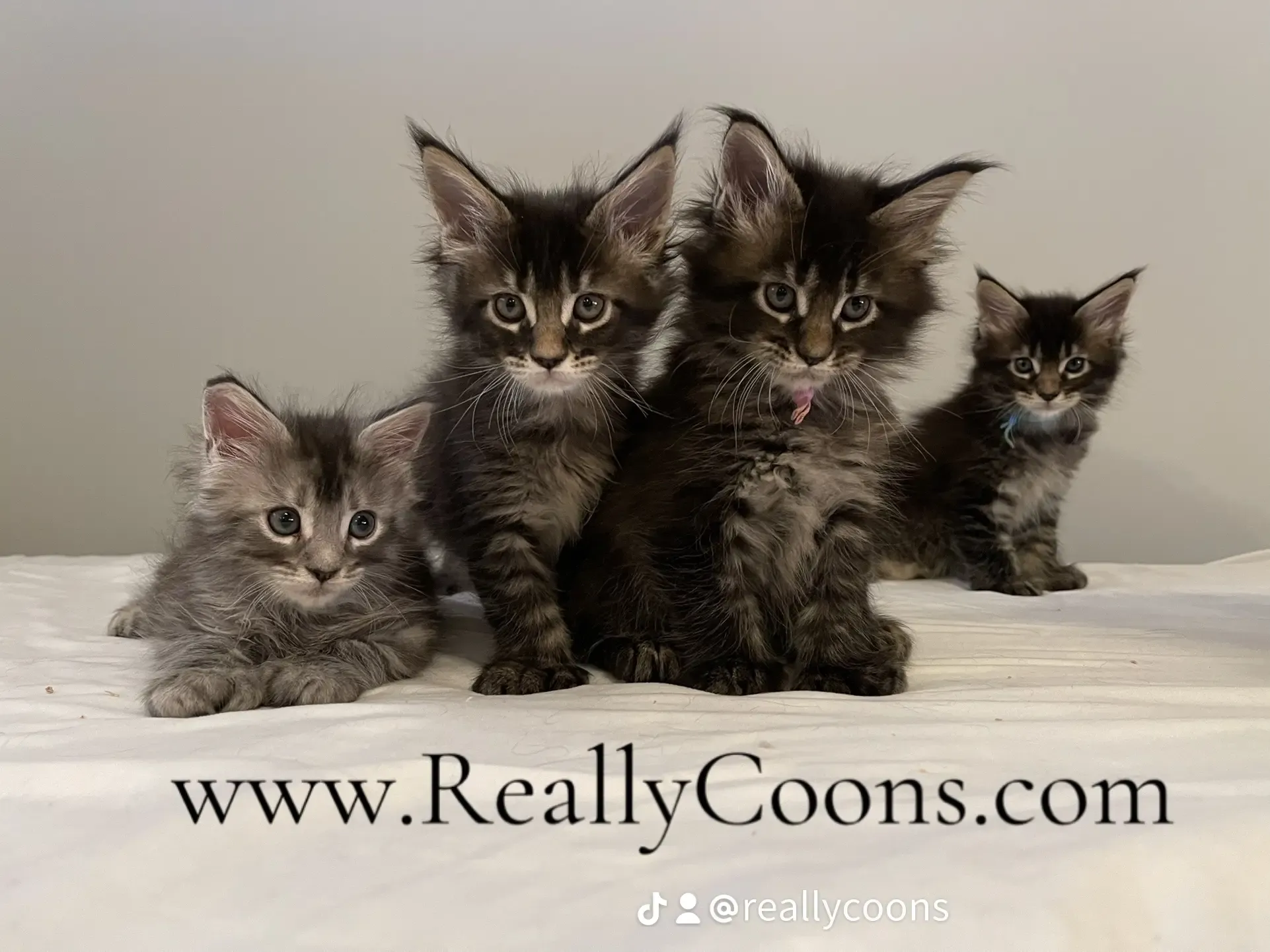 Some kittens from one of our recent litters.