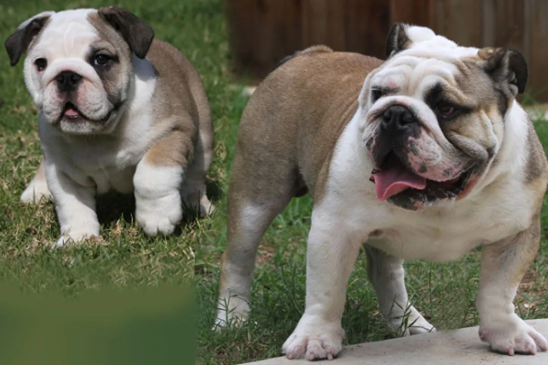 Witness the adorable mischief of Bulldog in this endearing photograph. Posted by Big Bulldogs.