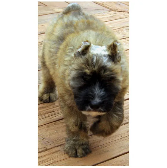 This delightful image of Bouvier des Flandres captures their unique personality and charm. Posted by Bajoron Bouvier des Flandres.