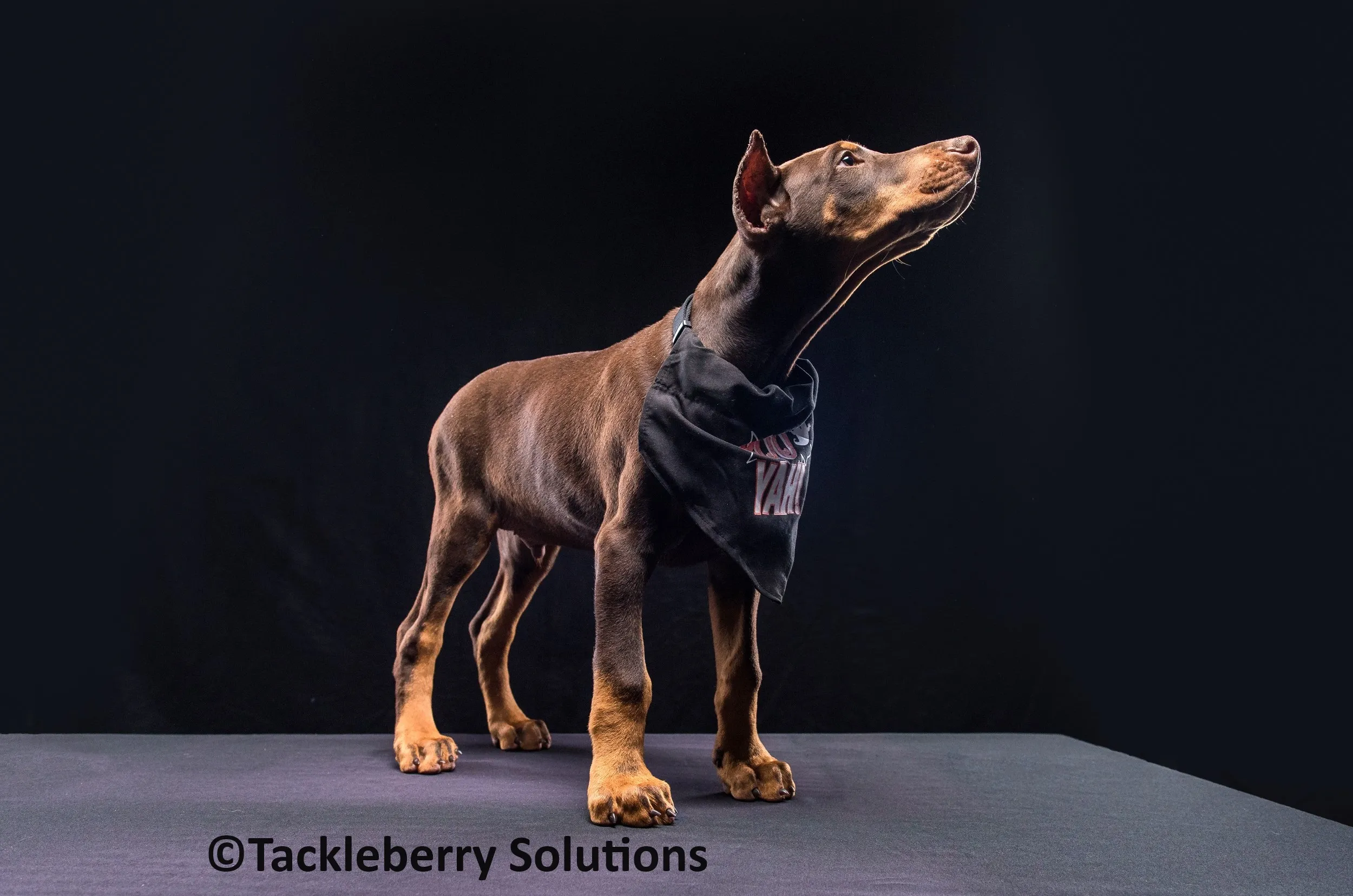 Elite Doberman Pinschers. Registered with Tackleberry Solutions.