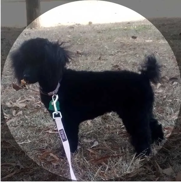 Experience pure bliss with Toy Poodle as depicted in this adorable snapshot. Posted by Faithful Hearts Kennel.