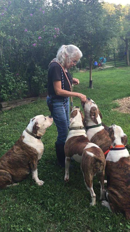 Find American Bulldog at A SECOND WIND FARM