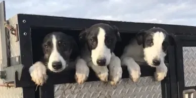 3 cute American Staghound puppies