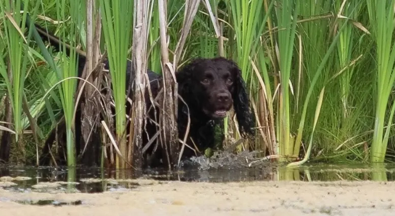 Find American Water Spaniel at Aeroston Kennels