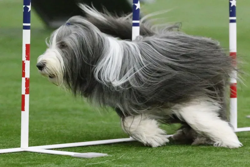 Experience the cuddly cuteness of Bearded Collie in this heartwarming snapshot. Posted by Moonstone Beardies.