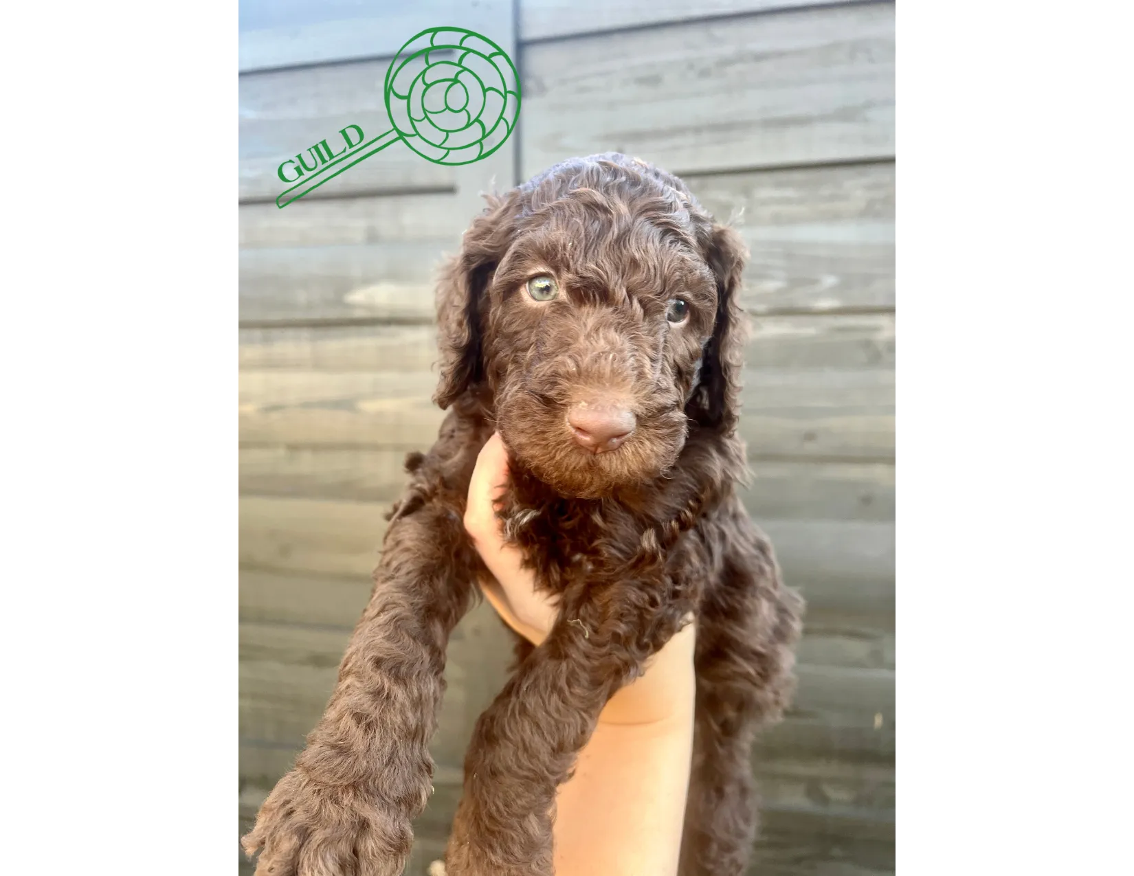 This heartwarming photograph showcases the playful nature of Goldendoodle. Posted by Twilight Doodles.