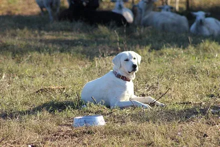 Find Akbash Dog at Bel-Fair Farm