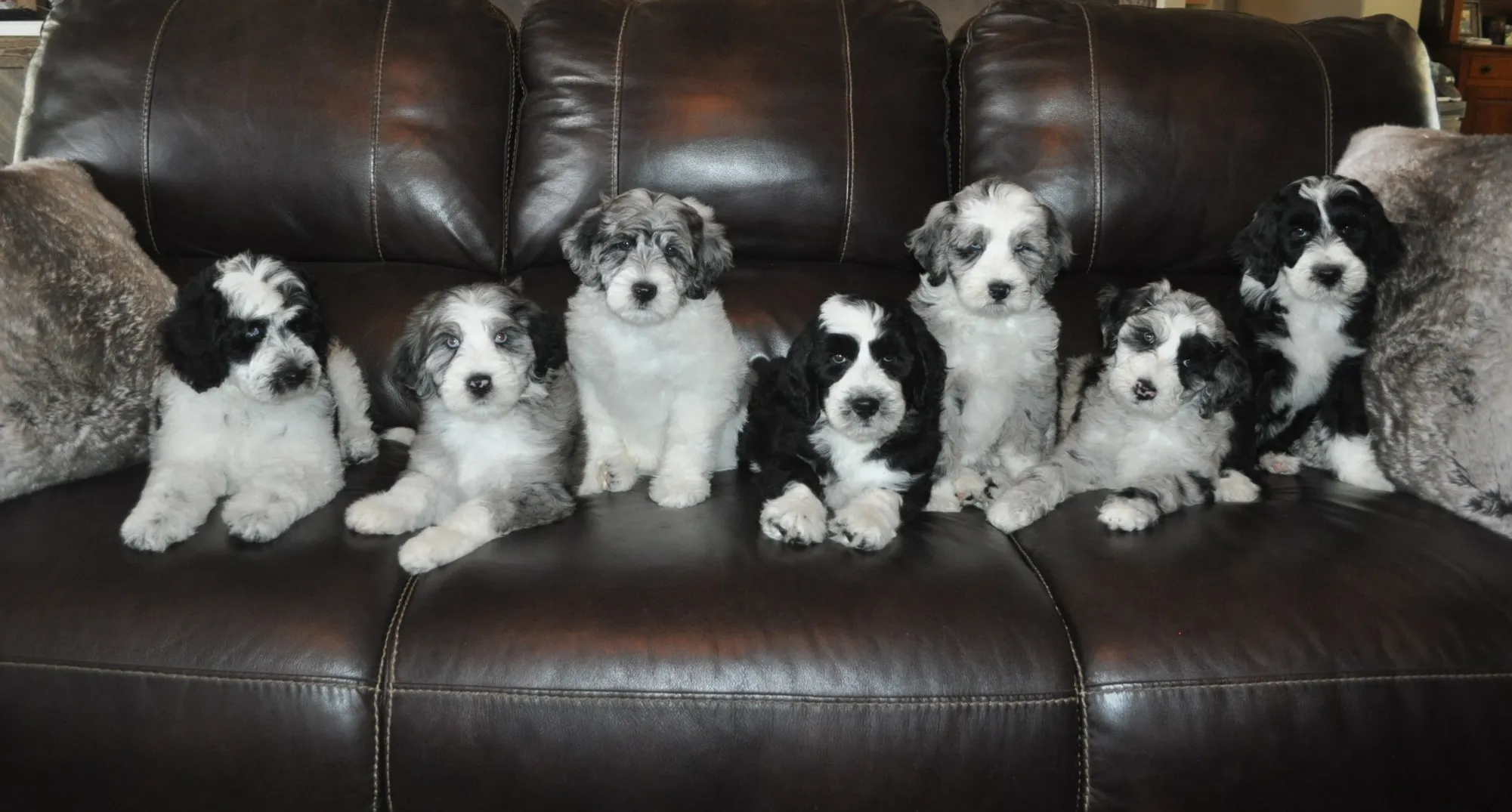 Australian Shepherd Breeder In Victorville, CA US Logo