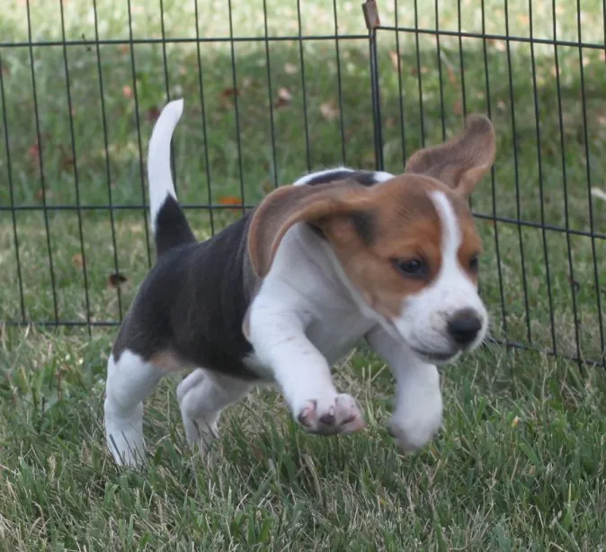 Beagle Breeder In Bedford, IA US Logo