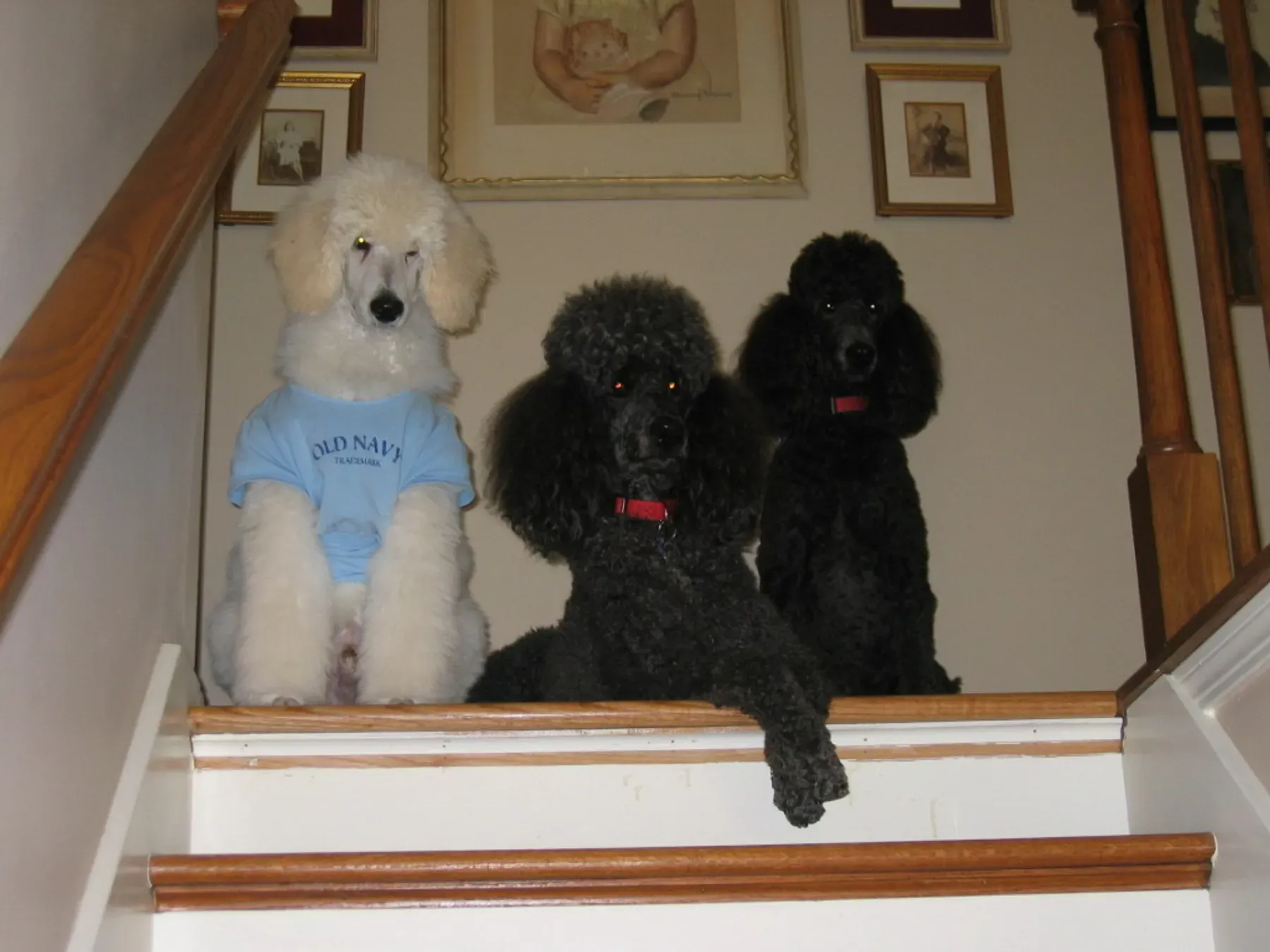 Poodle (Standard) Breeder In St. Charles, IL US Logo