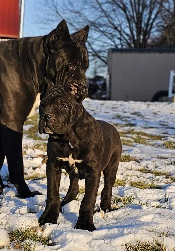 Cane Corso Breeder In Oxford, PA US Logo