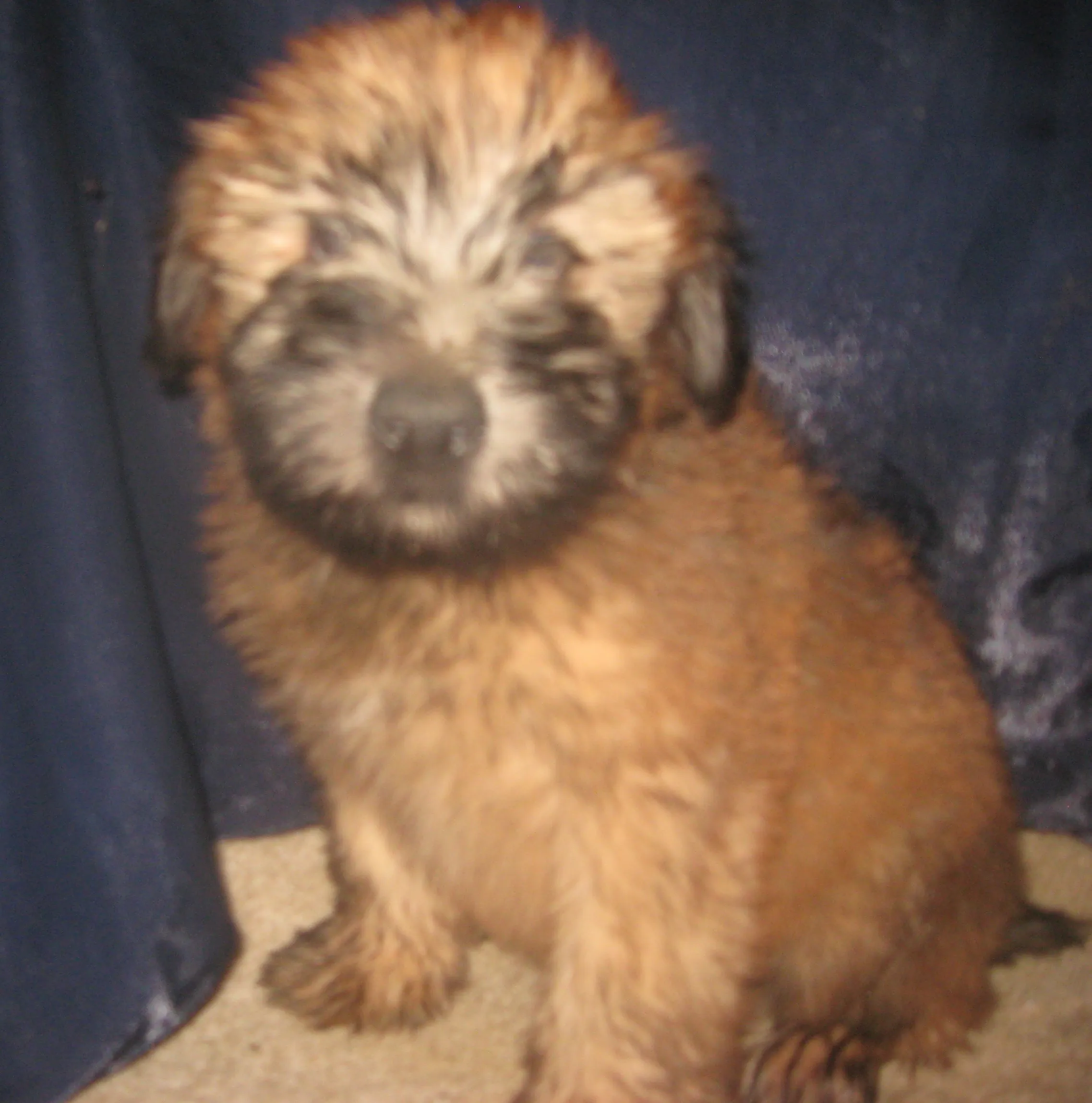 Soft Coated Wheaten Terrier Breeder In Harrison, SD US Logo