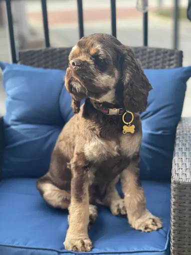 Find American Cocker Spaniel at CM Cocker Pups