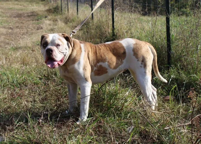 Find Alapaha Blue Blood Bulldog at Cove Creek Alapahas