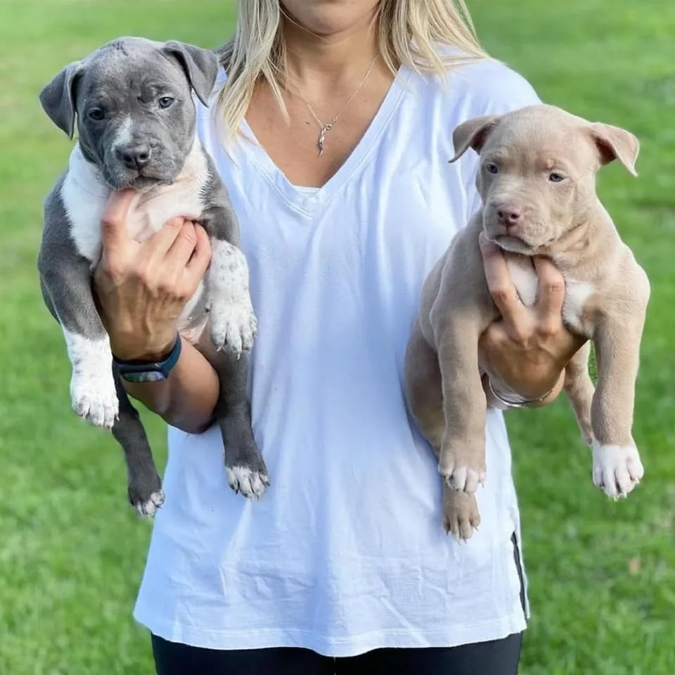 Find American Pit Bull Terrier at Devil's Den Kennel's