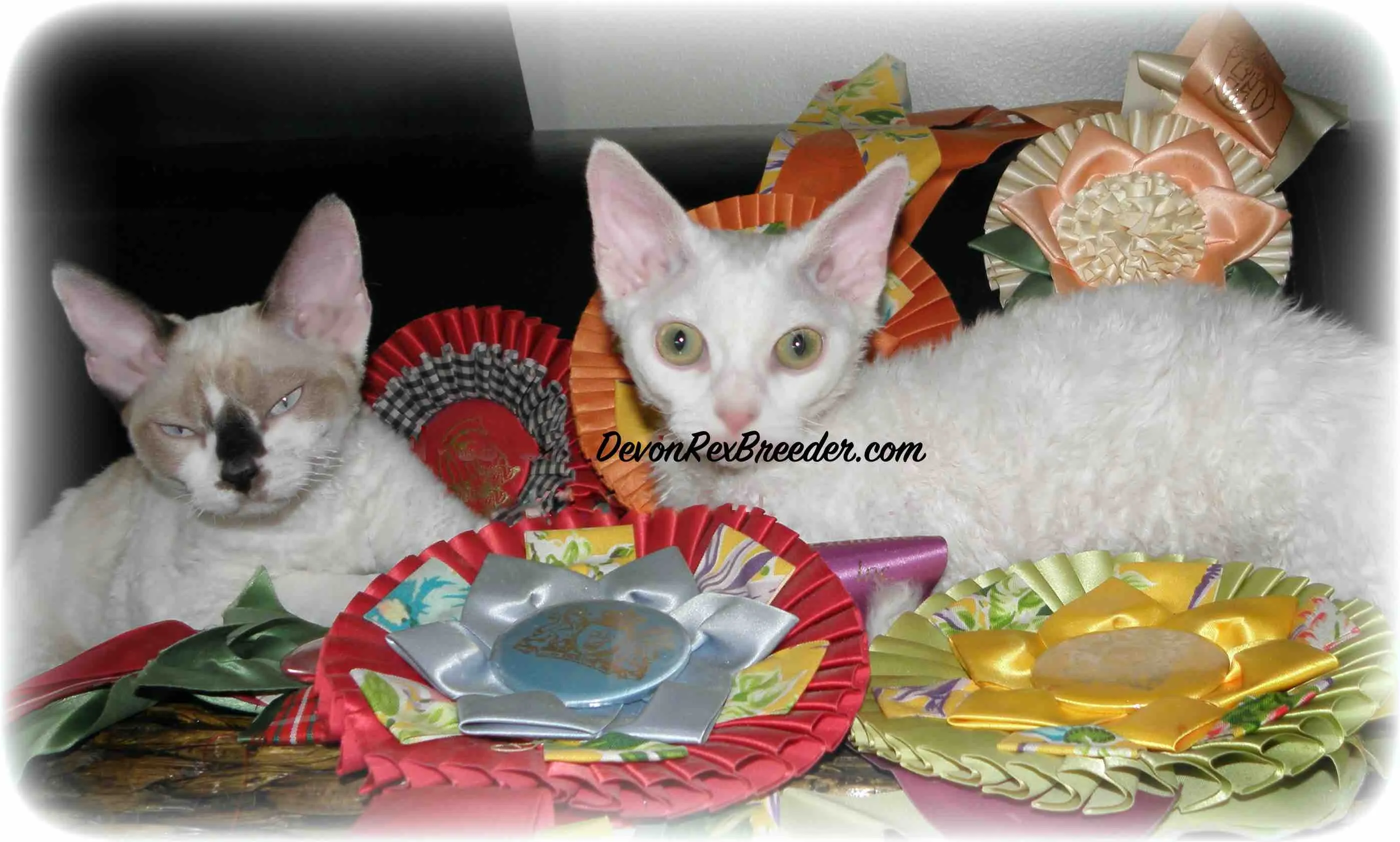 Devon Rex Breeder In West Palm Beach, FL US Logo