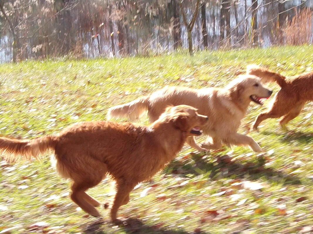 Golden Retriever Breeder In Pearlington, MS US Logo