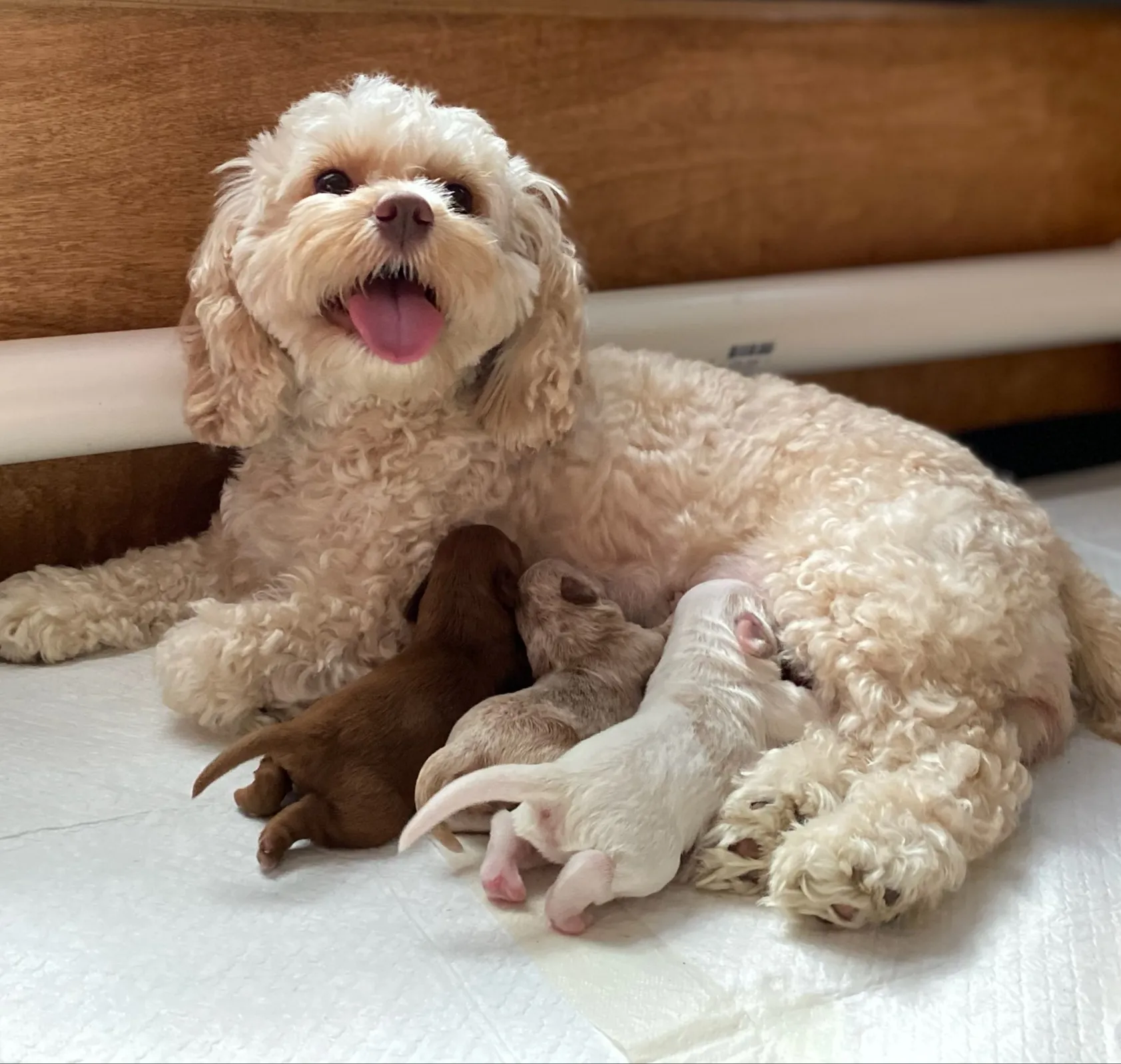 Cockapoo Breeder In Salisbury, MD US Logo