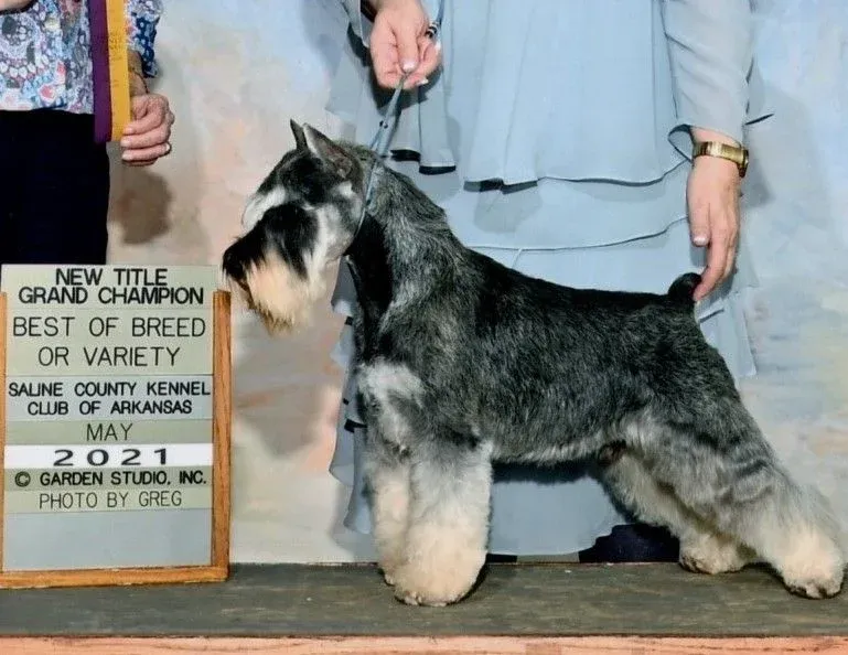 Miniature Schnauzer Breeder In Royal, AR US Logo