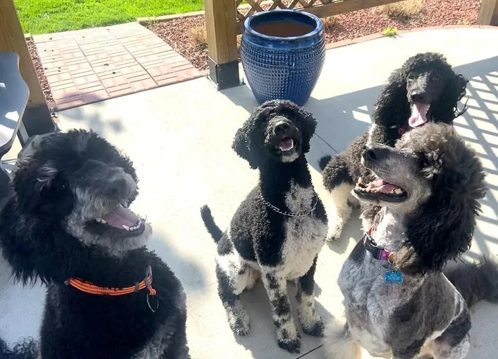 Poodle (Standard) Breeder In Geneseo, IL US Logo